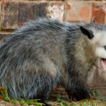 Bahçenizde Bir Opossum Yuvası Bulursanız Ne Yapmalısınız?