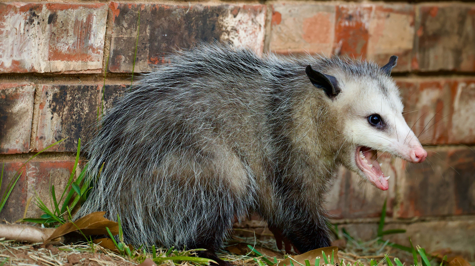 Bahçenizde Bir Opossum Yuvası Bulursanız Ne Yapmalısınız?
