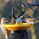Birkaç Dolarlık Ağaç Öğesini İleri Dönüştürülmüş Bir Kuş Besleyici ve Banyo Kombinine Dönüştürün