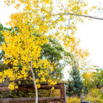 Hızla Büyüyen Bu Görkemli Ağaç Ev Sahipleri İçin Bir Kabus Olabilir