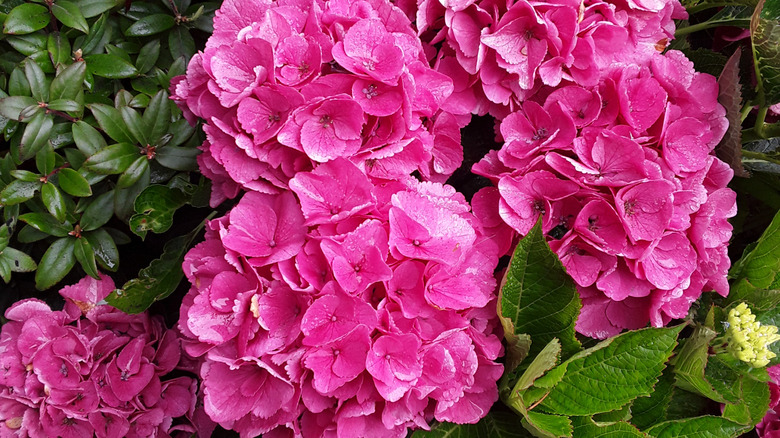 Parlak pembe çiçekleri olan 'Parlayan Köz' ortanca çalısı