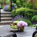 Küçük Bahçeniz İçin Mükemmel Olan Rüya Gibi Pembe Ortanca Çeşitleri