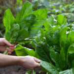 Daha Büyük ve Daha Uzun Bir Hasata Yol Açan Ispanak Arkadaşı Bitki