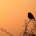 Amazon'da Geceleri Yumuşak Işık Sağlayan Güzel Kuş Besleyici