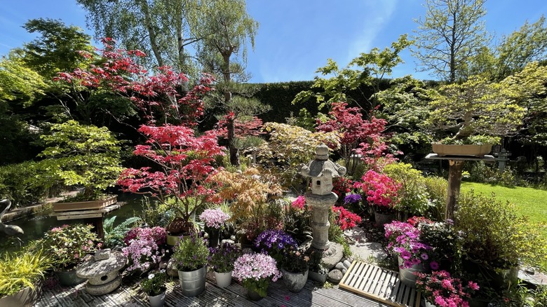 Güvertede ustaca düzenlenmiş renkli saksılar