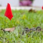 Bahçenizde Yardımcı Bayraklar Bulursanız Ne Yapmalısınız?