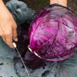 Lahana Suyu Toprağınızın pH Düzeyini Test Etmenin Çevre Dostu Yoludur