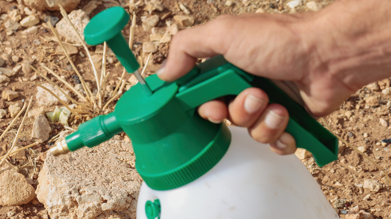 Bir kutu ev yapımı ot öldürücüyü tutan el