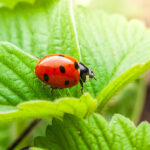 Faydalı Uğur Böceğini Bahçenize Çekmek İçin İhtiyacınız Olan Tek Çiçek