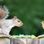 Amazon'da Tonlarca Yiyecek Saklayan ve Sincapları Dışarıda Tutan Kuş Besleyici
