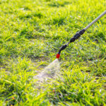 Bahar Yağmuru: Çimlerdeki Yabani Otların Hava Durumuna Göre Püskürtülmesi Nasıl Zamanlanır?