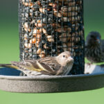 Bu Amazon Kuş Banyosu Dış Mekan Aydınlatma Armatürü Olarak Çift Görev Yapabilir