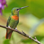 Kuşların ve Kelebeklerin Karşı koyamayacağı Hızla Büyüyen Çarpıcı Mavi Çiçek