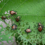 Bu Muhteşem Çiçek Japon Böceklerini Bahçenize Davet Ediyor