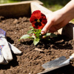 Çiçek Asmak İçin Kafesli ve Çatılı Hedeften Yükseltilmiş Ahşap Bahçe Yatağı