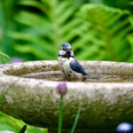 Kuş Banyonuzda Alglerin Büyümesini Güvenli Bir Şekilde Önleme