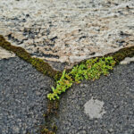 Garaj Yolunuzda Yosun Varsa Ne Yapmalı?