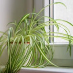 Örümcek Bitkisini Evinizde Asla İstemediğiniz Bir Şeyle Karıştırmayın