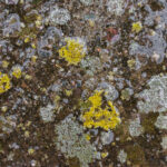 Garaj Yolunuzda Küf Bulunursa Ne Yapmalısınız?