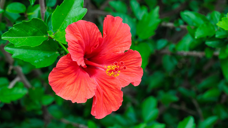 Kırmızı-turuncu tropikal amber çiçeğinin yakın çekimi