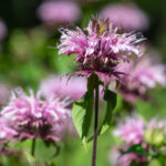 Temel Bir Bahar Bahçeciliği Göreviyle Hastalıklı Arı Balsamını Önleyin