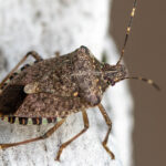 Kokuşmuş Böcekler İlkbaharda Neden Çok Daha Aktiftir (ve Onlardan Nasıl Kurtululur)