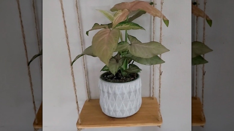 Dolar Ağacı bambu kesme tahtalarından yapılmış asma raf.