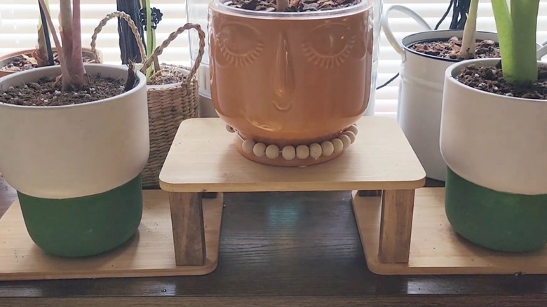 Üstünde saksı bitkileri bulunan Dolar Ağacı kesme tahtalarından yapılmış iki katmanlı raf.