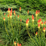 Daha Sağlıklı Büyüme ve Daha Fazla Çiçek Açması İçin Red Hot Poker Bitkilerini İlkbaharda Bölün