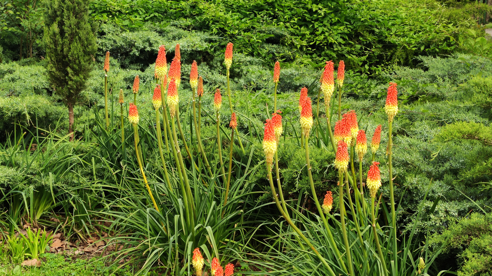 Daha Sağlıklı Büyüme ve Daha Fazla Çiçek Açması İçin Red Hot Poker Bitkilerini İlkbaharda Bölün