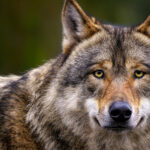 Bahçenizde Kurt Görürseniz Ne Yapmalısınız?