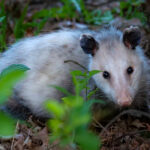 Opossum Sorunu Başlamadan Önce Nasıl Önlenir?