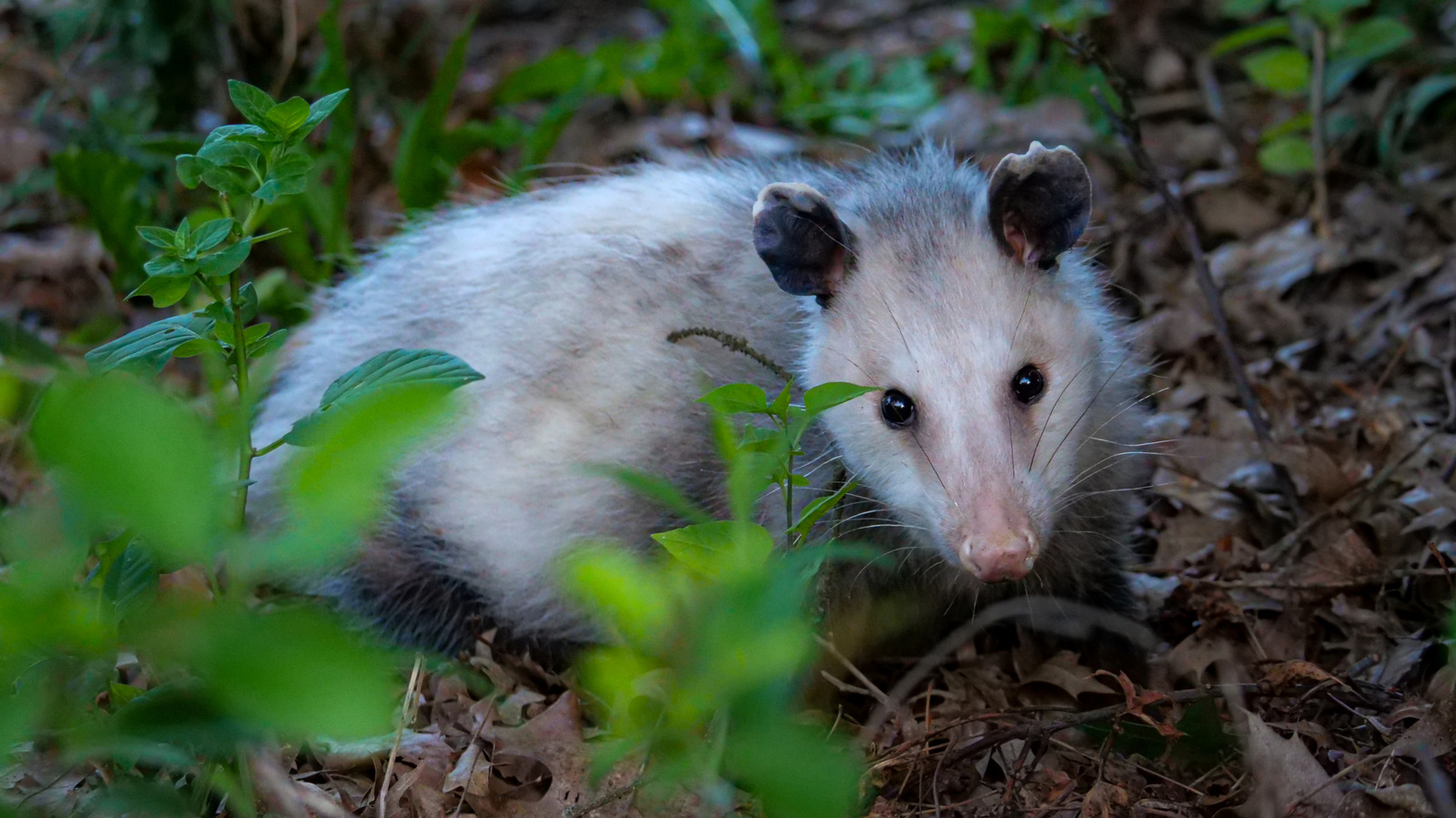 Opossum Sorunu Başlamadan Önce Nasıl Önlenir?