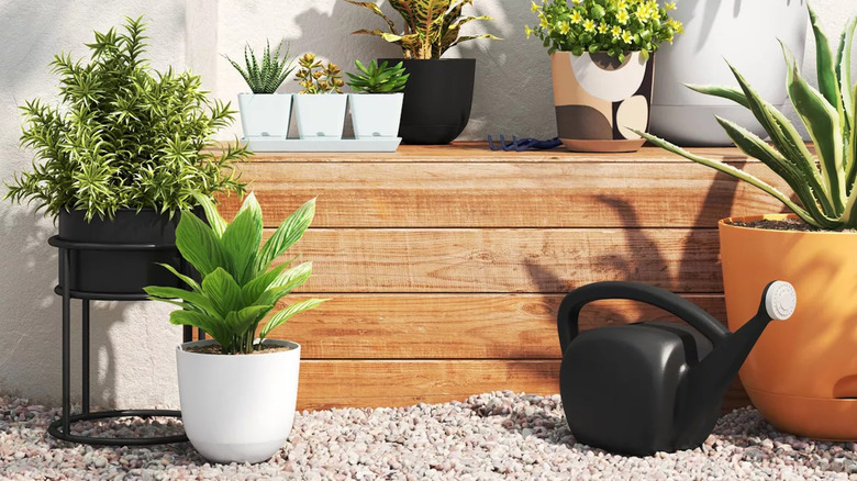 Kendi kendine sulayan bir saksı da dahil olmak üzere çeşitli saksılar, açık havada bitkilerle birlikte