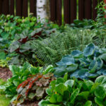 Büyük Yeşillik ve Güzel Mor Çiçeklerle Ödüllü Hosta Çeşitleri