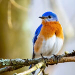Mavi Kuşları Kuş Besleyicilerine Çekmenin En İyi Yolu