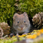 Bahçenizde Yavru Tarla Faresi Bulursanız Ne Yapmalısınız?