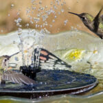 Sinek Kuşlarının Bayılacağı Renkli Gökkuşağı Su Çeşmesi Nasıl Yapılır