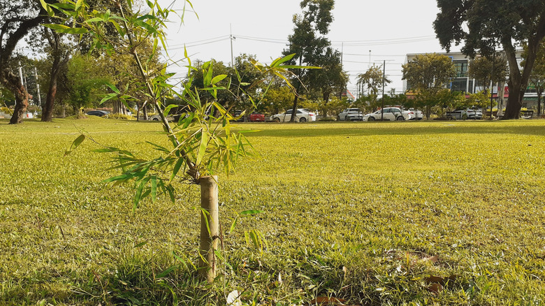 Yeşil bir çim üzerinde filizlenen bambu bitkisi