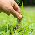 Çimler, Çimlerinizi Ele Geçirebilecek Gibi Görünüyor