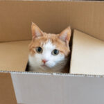 Hurda Kartonu En Şirin Kedi Temalı Depolama Kutusuna Dönüştürün