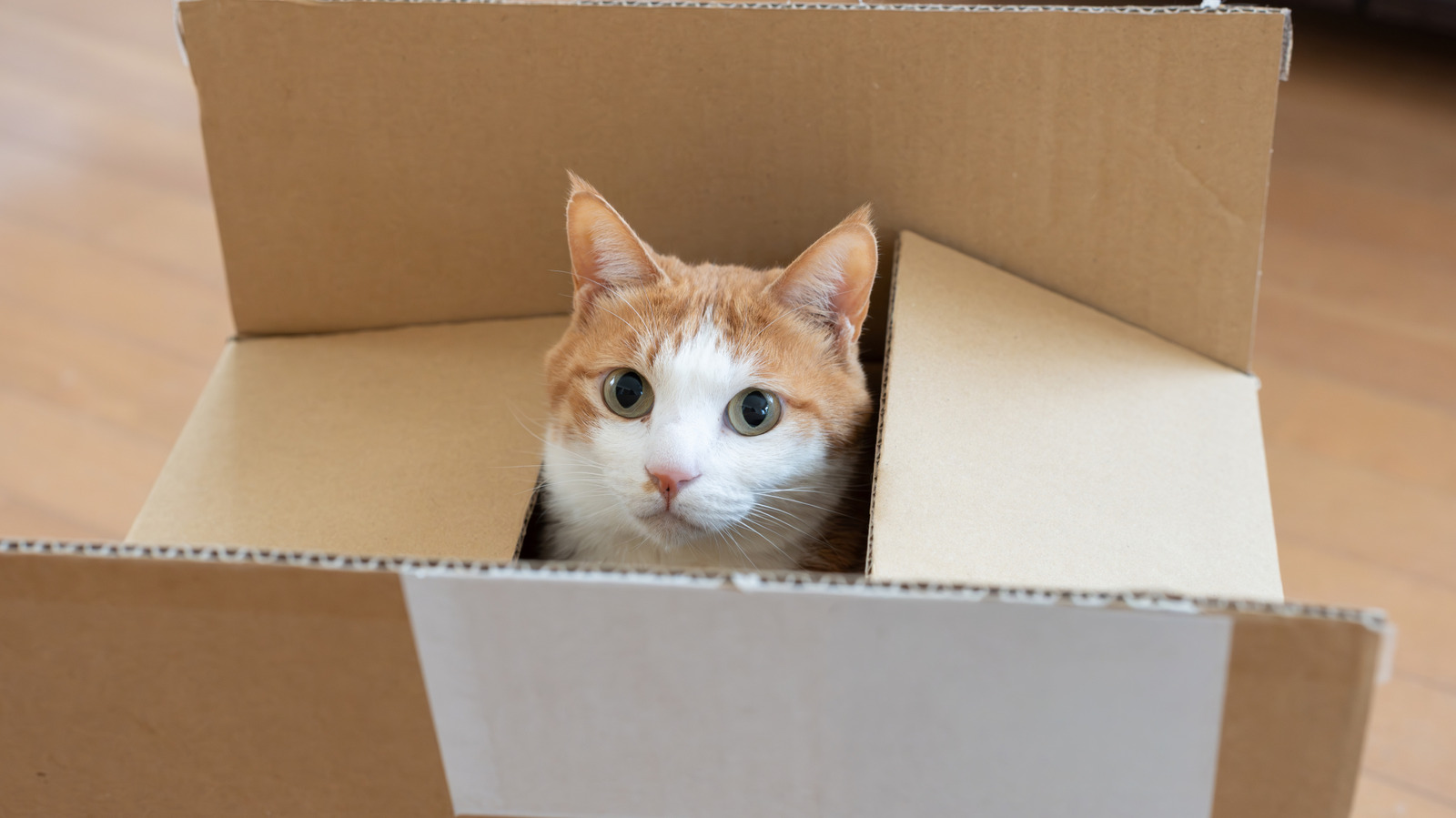 Hurda Kartonu En Şirin Kedi Temalı Depolama Kutusuna Dönüştürün