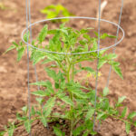 Domates Kafesini Ustalıklı ve Kullanışlı Bir Depolama Çözümüne Dönüştürün