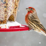 Amazon'da 10 Pound Tohum Tutabilen Yüksek Dereceli Kuş Besleyici