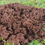 Bahçenizde Termitler Bulunursa Ne Yapmalısınız?