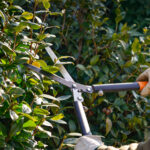 Çitlerinizi Nisan Ayında Budamak Büyük Bir Hatadır - Yerel Kuşlarınız Bunun Acısını Çekecek