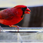 Hacimli Bir Kuş Besleyicisine Gerek Yok: ALDI'de Bulabileceğiniz Uygun Fiyatlı Alternatif