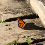 Kendi Kendine Tohum Veren Bir Çiçekle Tozlaştırıcıları Bahçenize Getirin