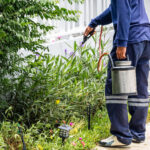 Termitlere Dayanamadıkları Uçucu Yağla Veda Edin