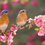 Aldi'nin Mantarlı Kuş Evi Dış Mekandır Bahçenizi Bulun Eksik